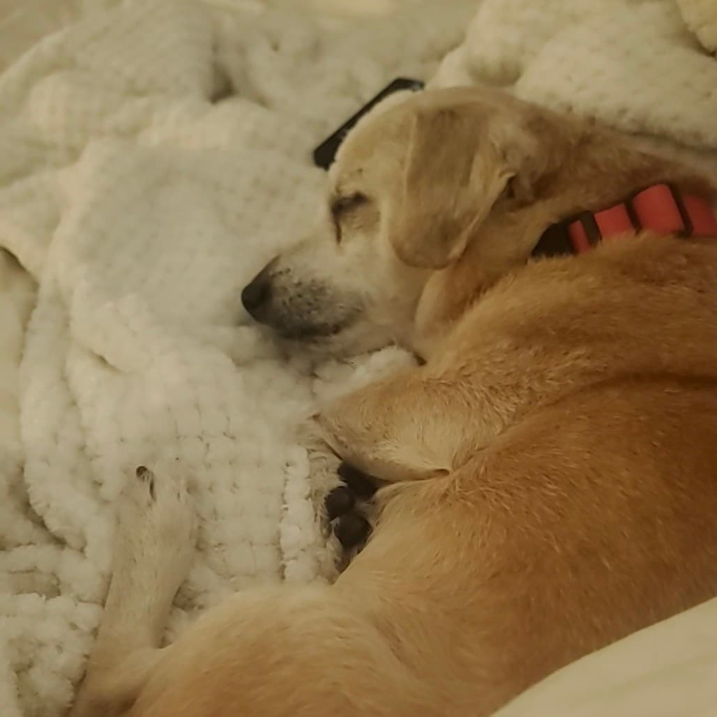 Nuggie, photo 14