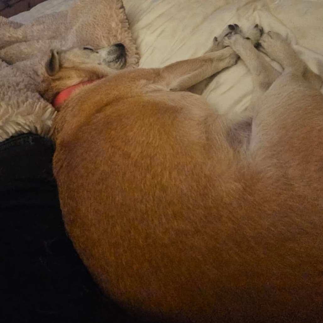 Nuggie, photo 20