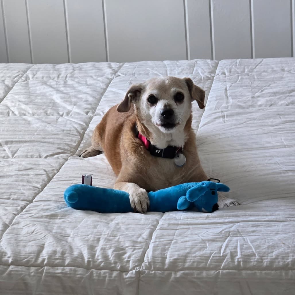 Nuggie, photo 26