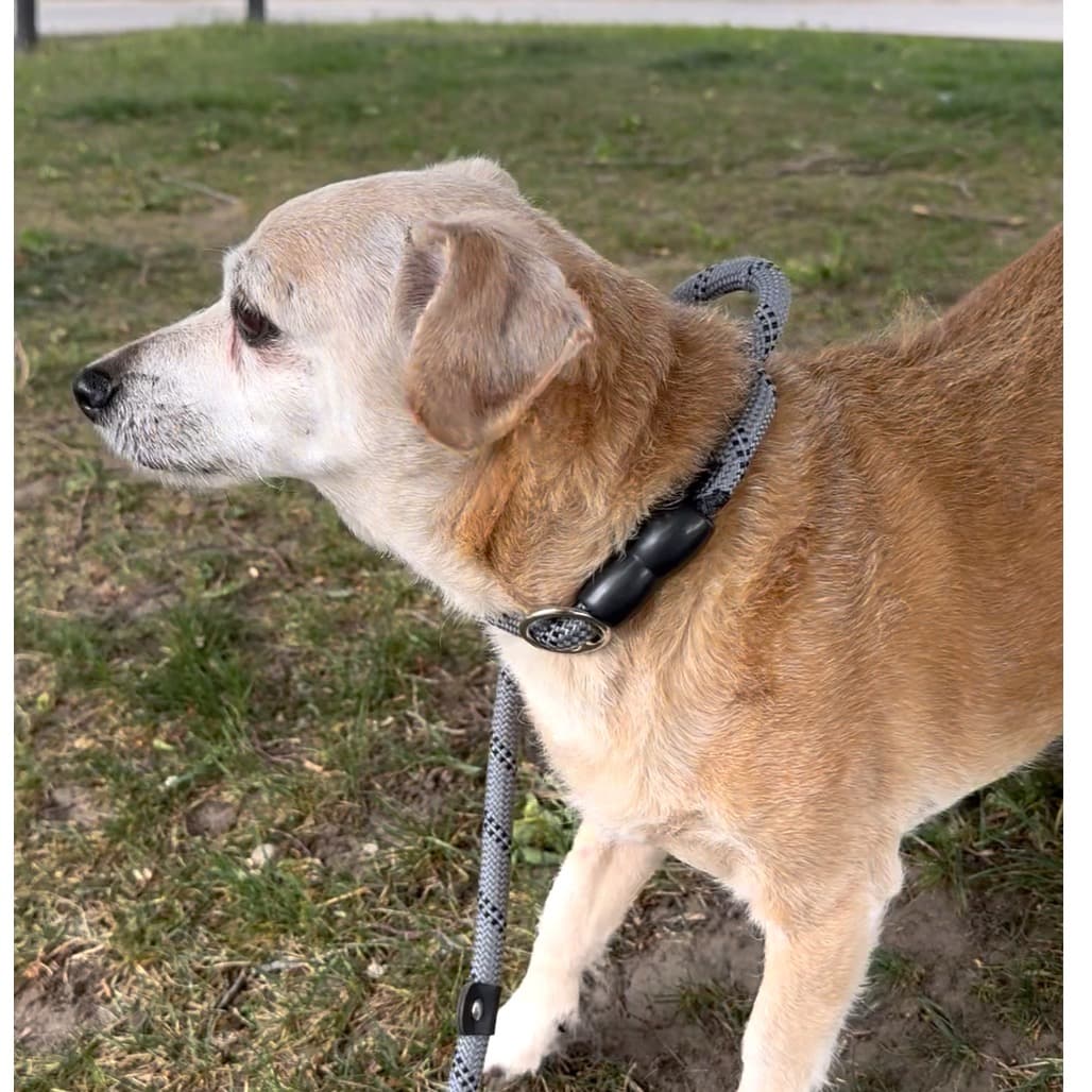 Nuggie, photo 9