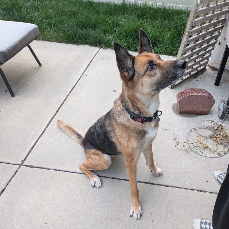 Portia, photo 6