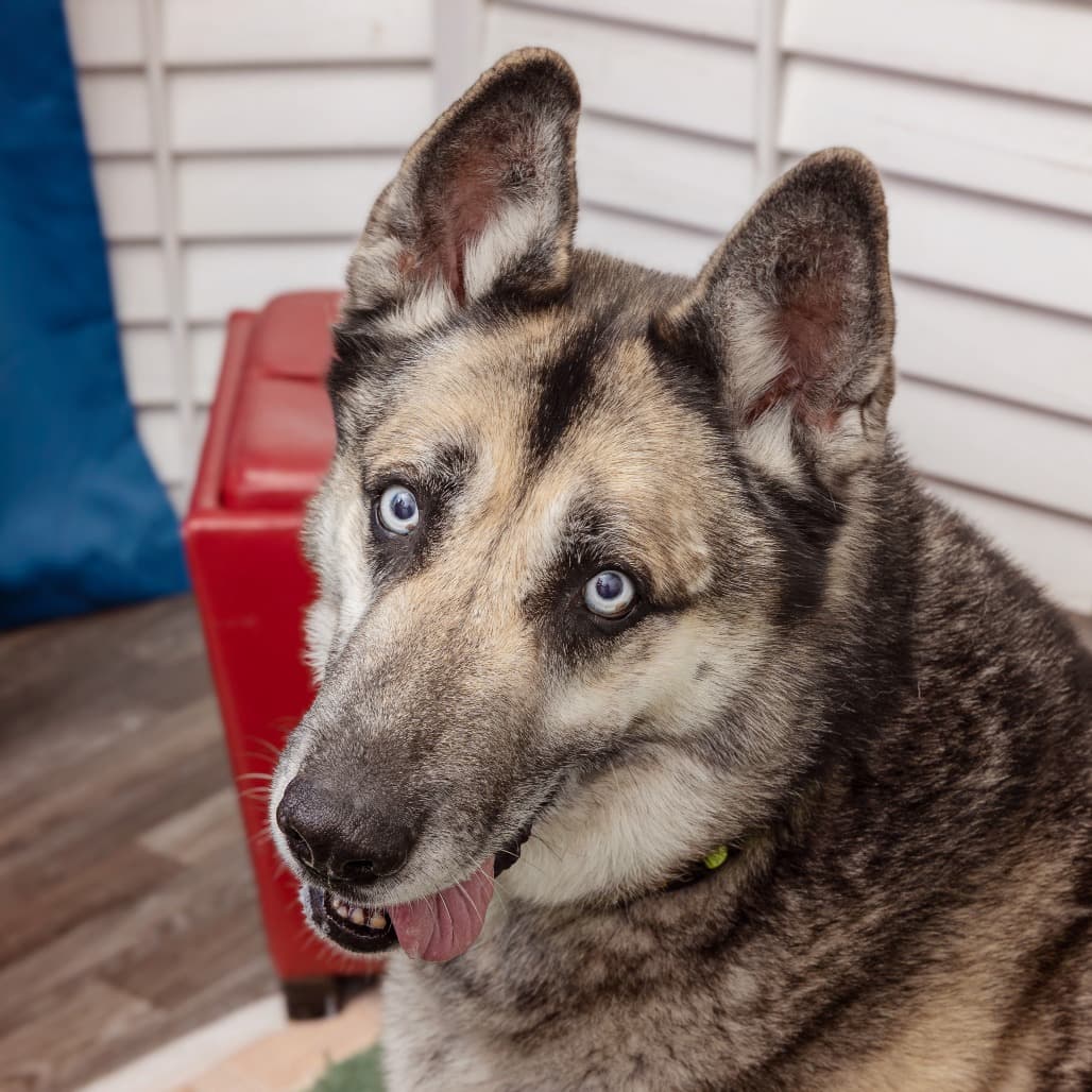 Todd, photo 2