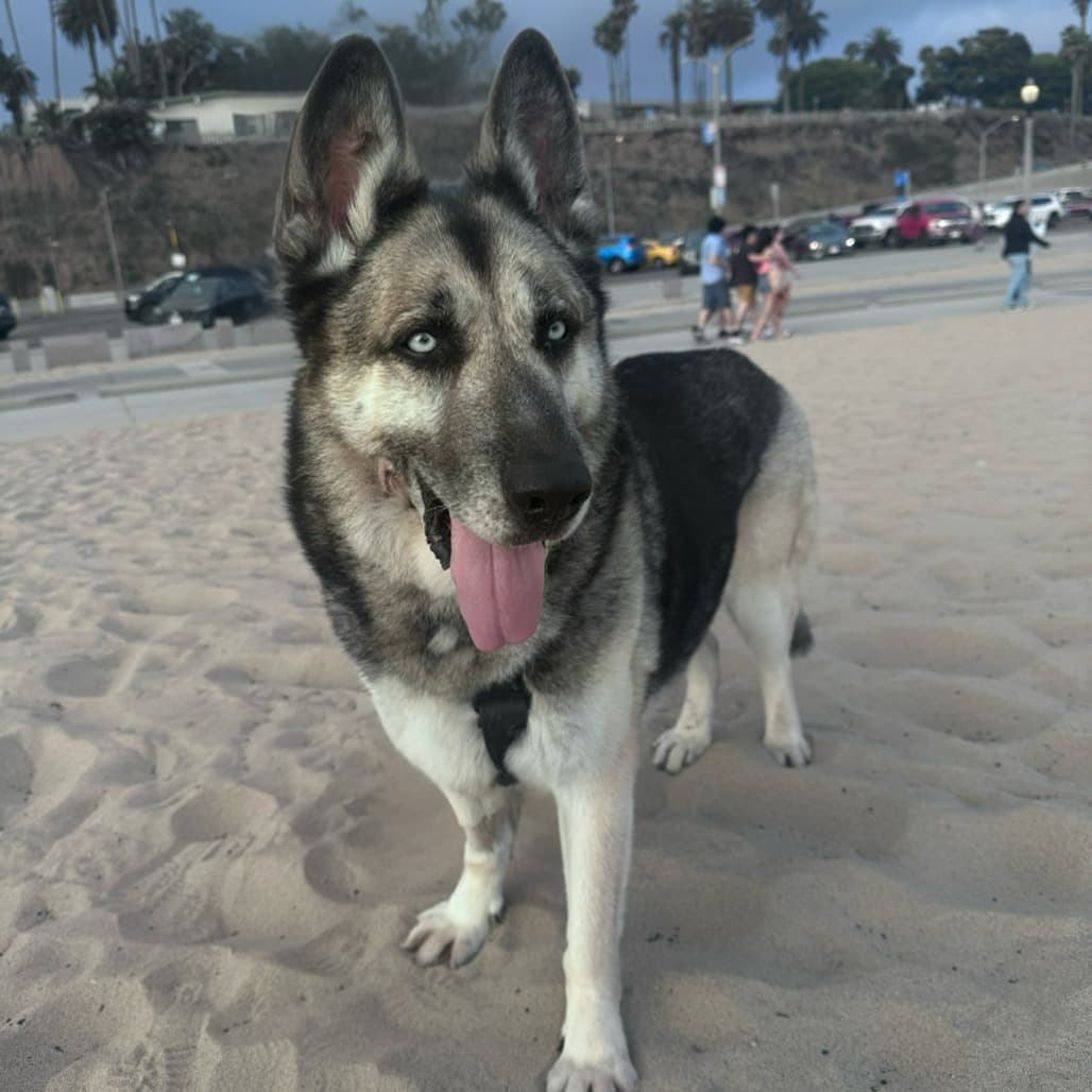 Todd, photo 7