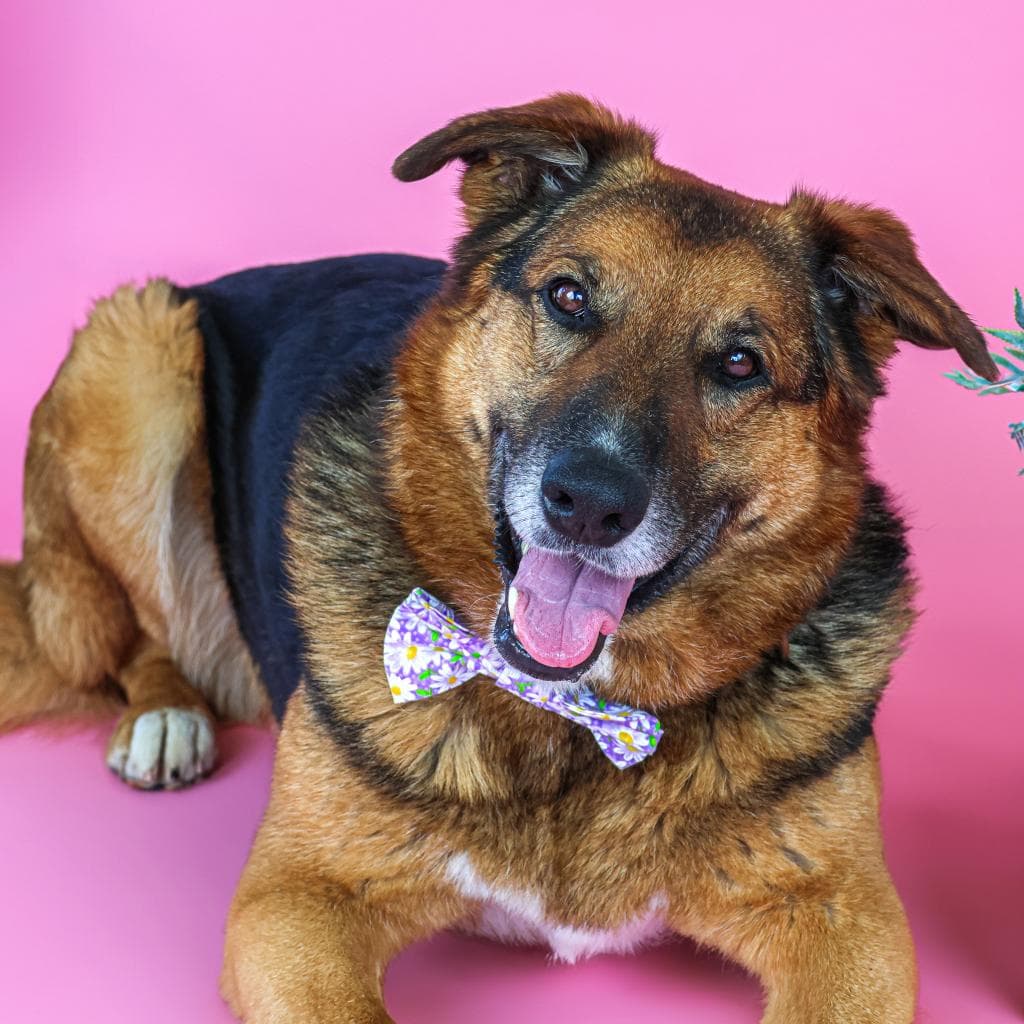 Rusty, photo 30