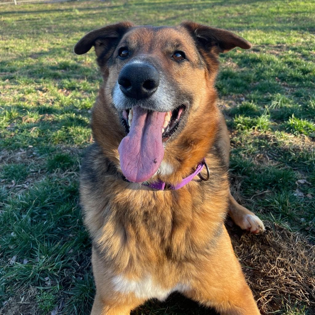 Rusty, photo 37