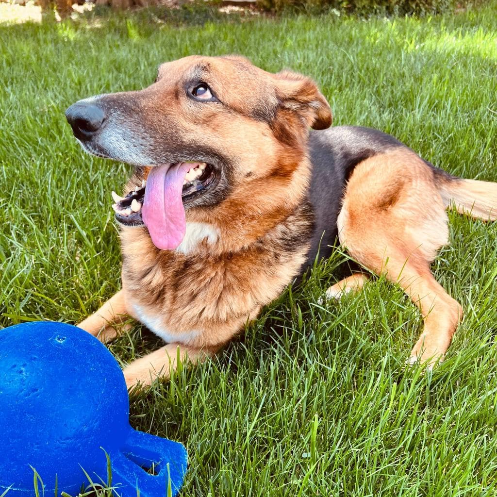 Rusty, photo 19
