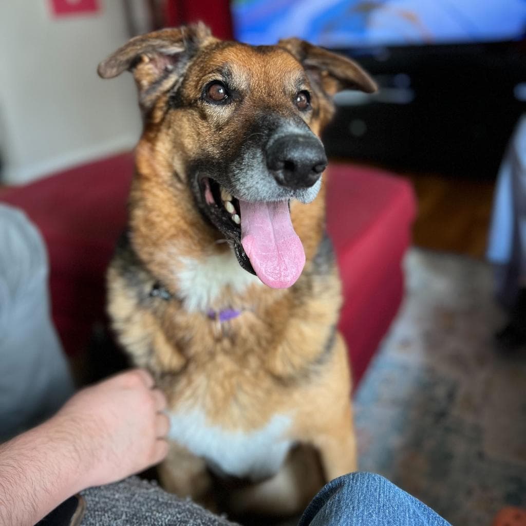 Rusty, photo 10