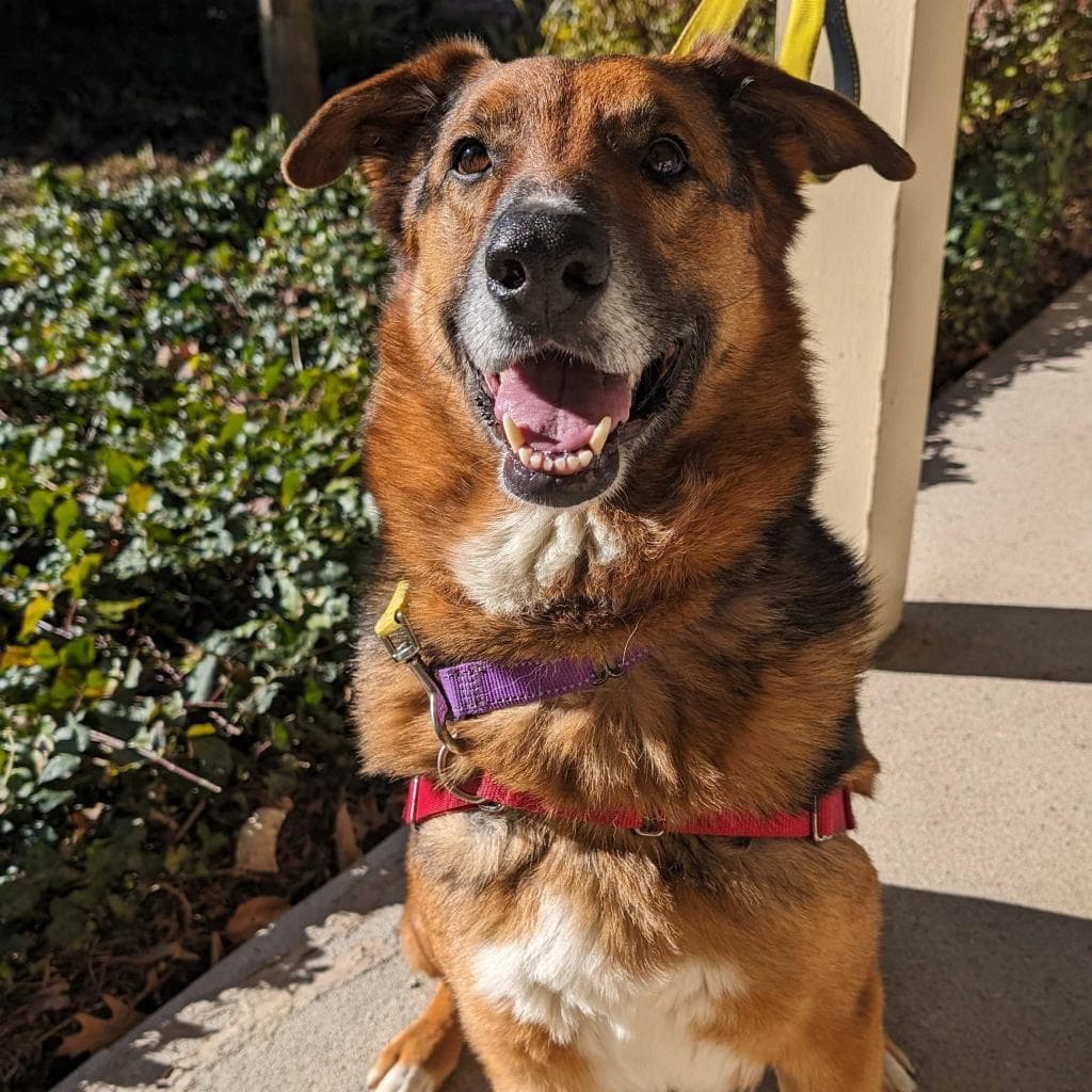 Rusty, photo 51