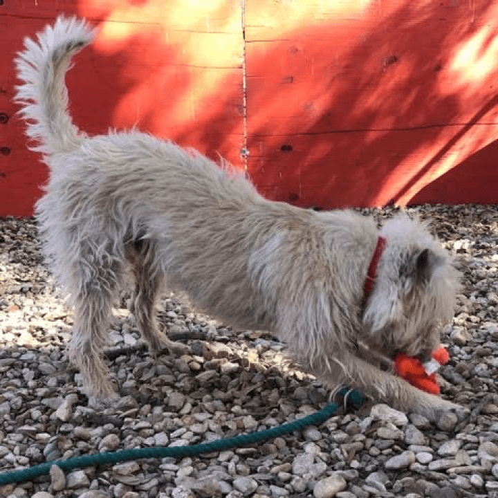 Scrappy, photo 2