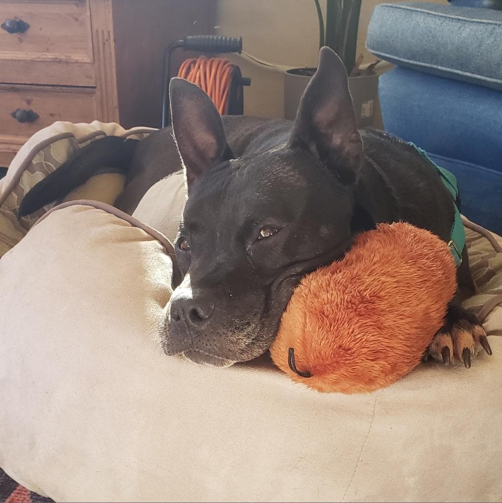 Zeus, photo 19