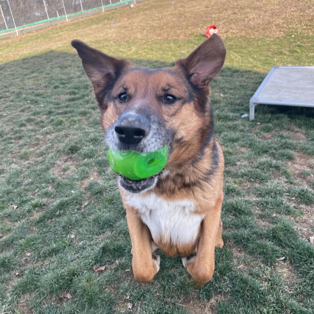 Rusty, photo 34