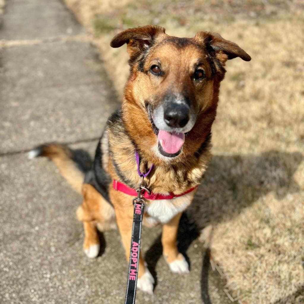 Rusty, photo 52