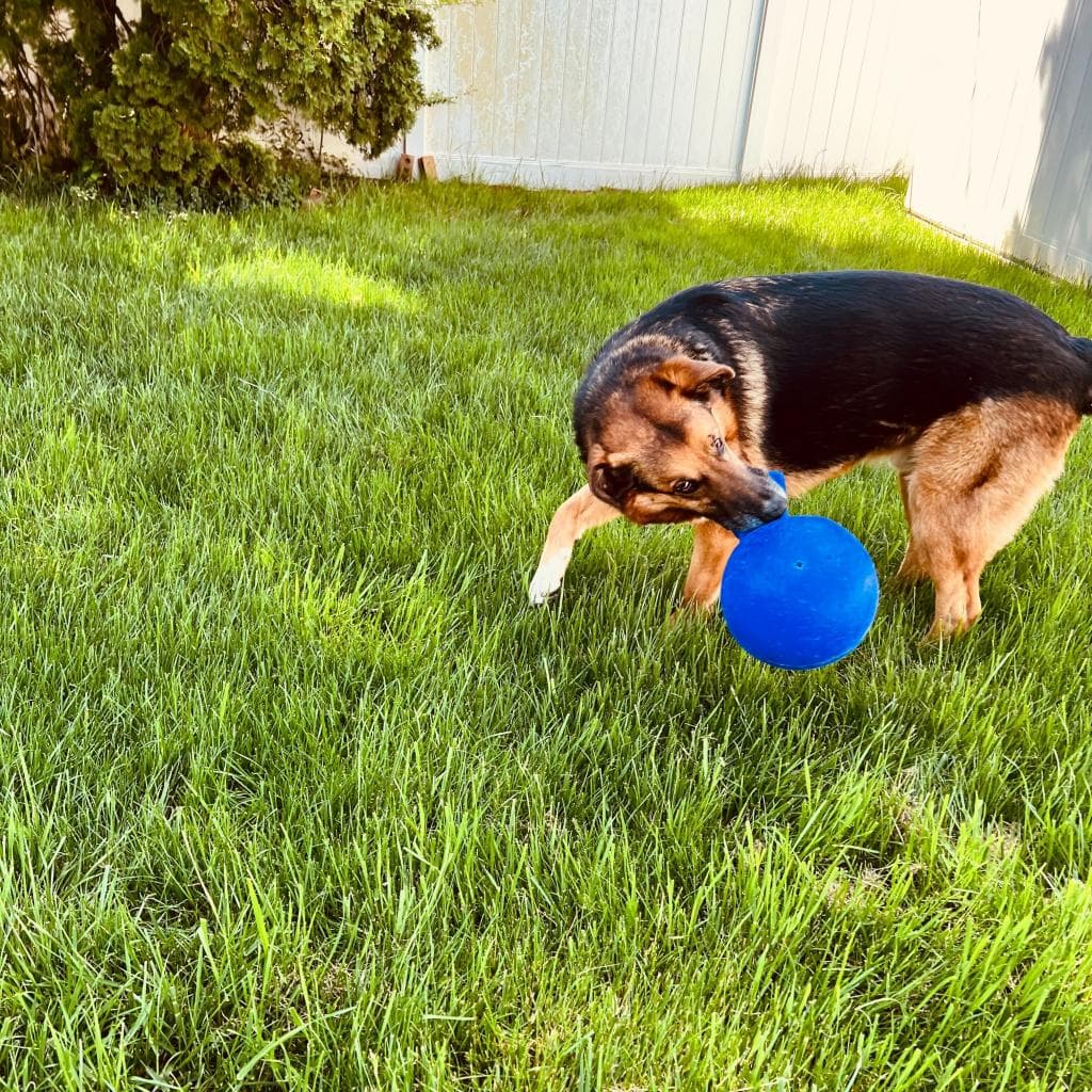 Rusty, photo 21