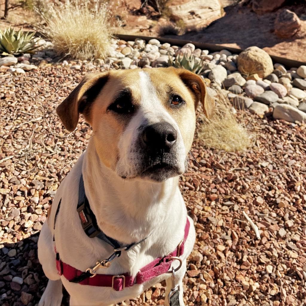 Junie, photo 11