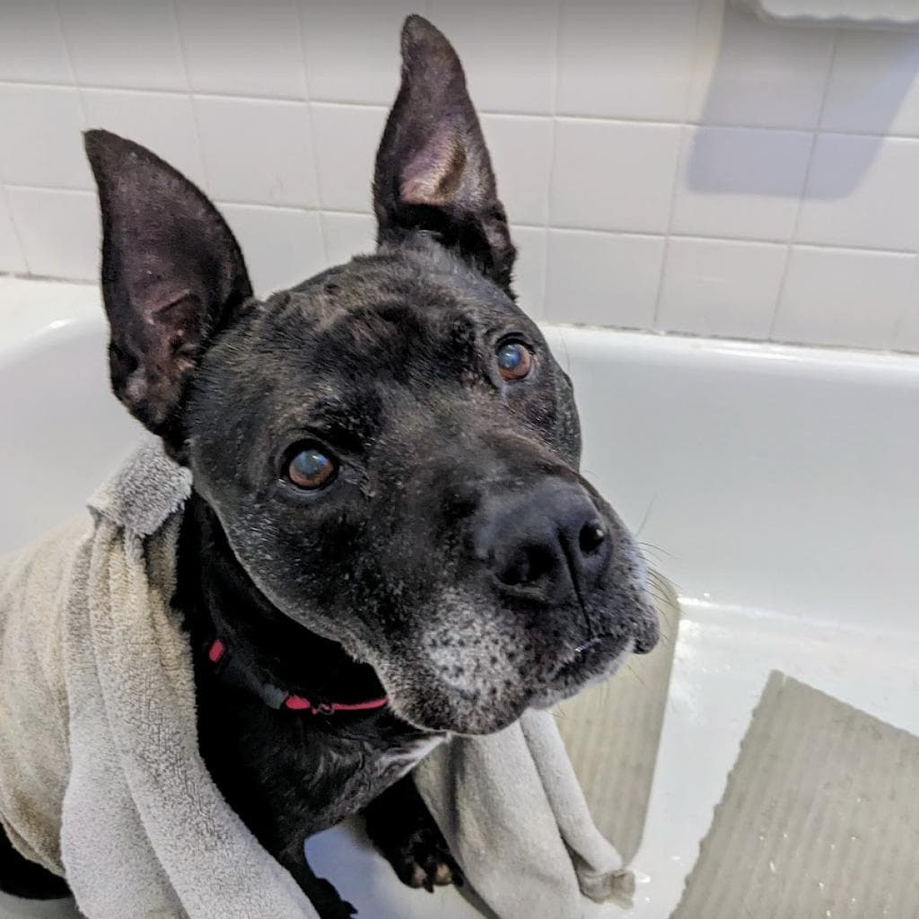 Zeus, photo 7