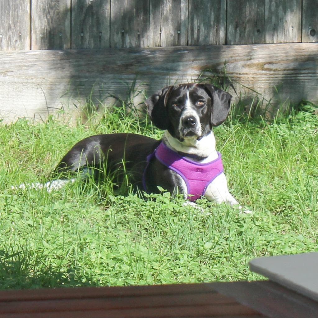 Lowrider Tina, photo 8