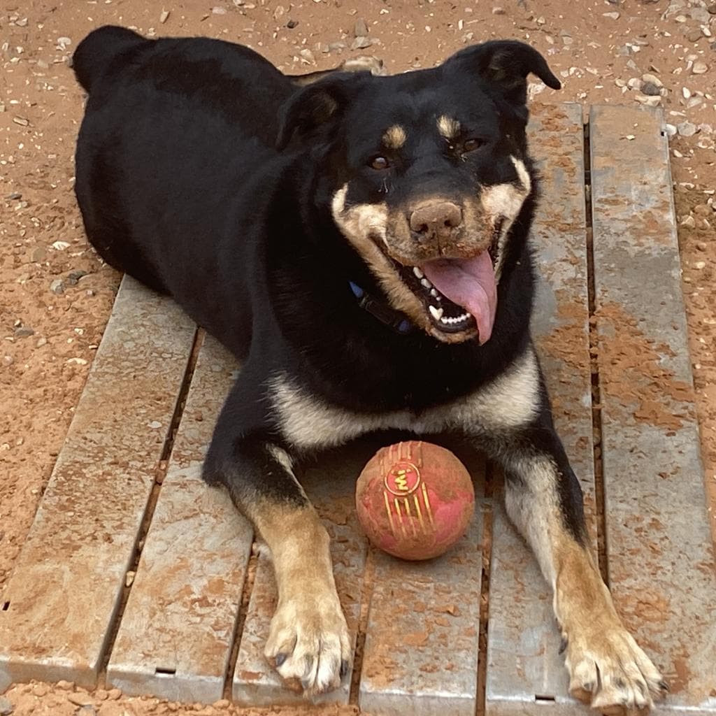 Roxy, photo 7