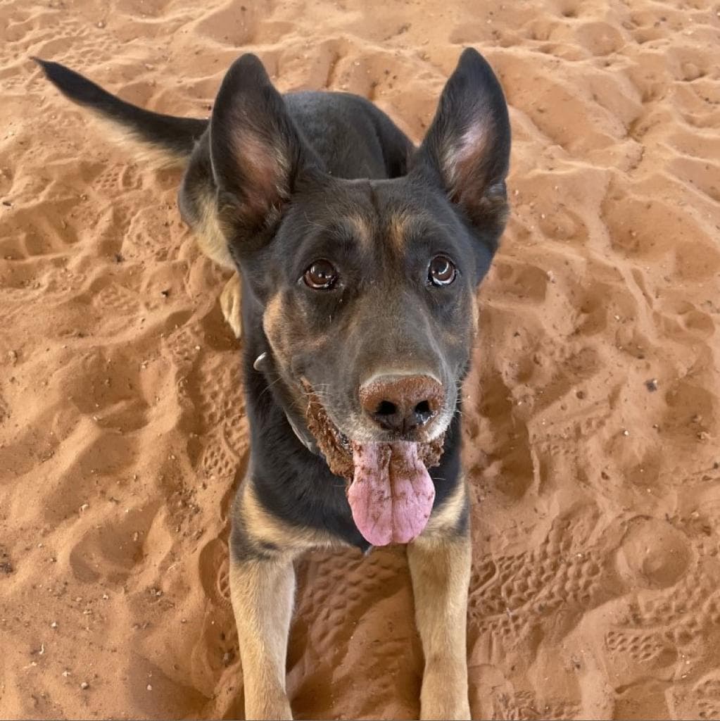 Pharaoh, photo 21