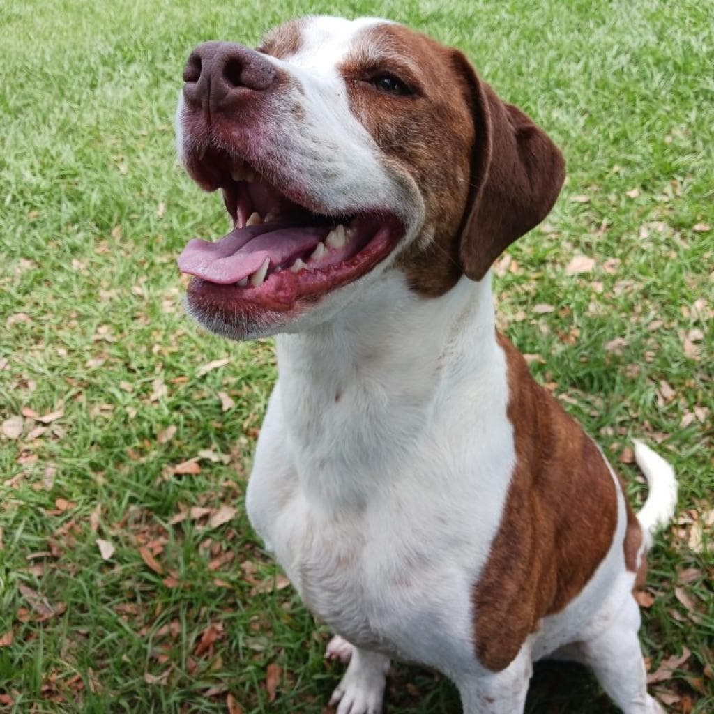 Rockett, photo 9