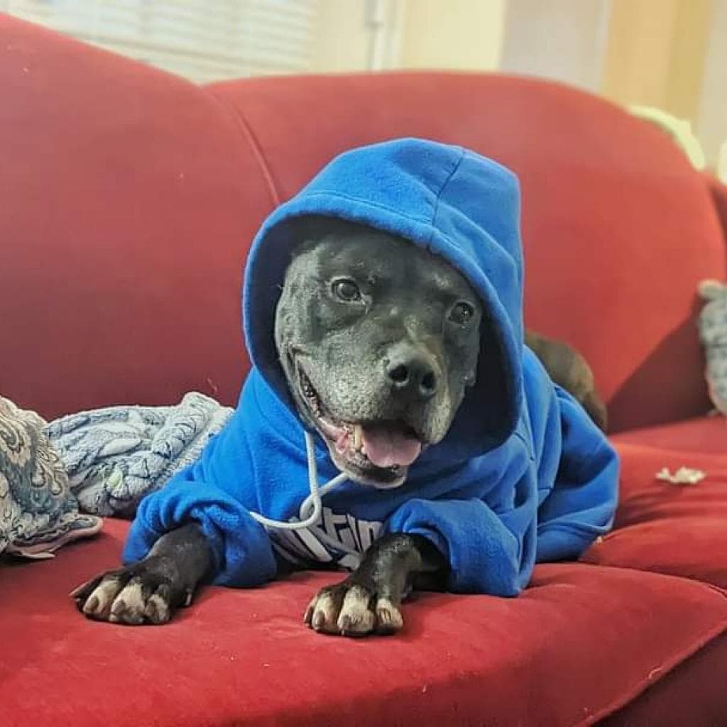 Zeus, photo 13