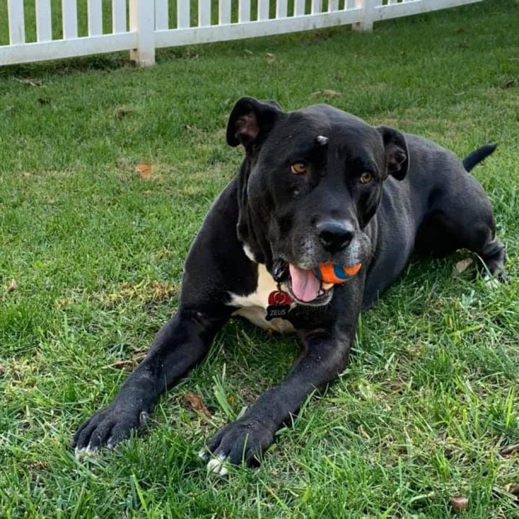 Zeus, photo 2
