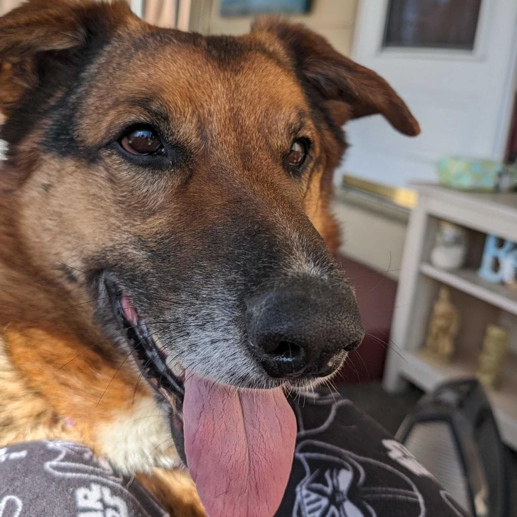 Rusty, photo 50