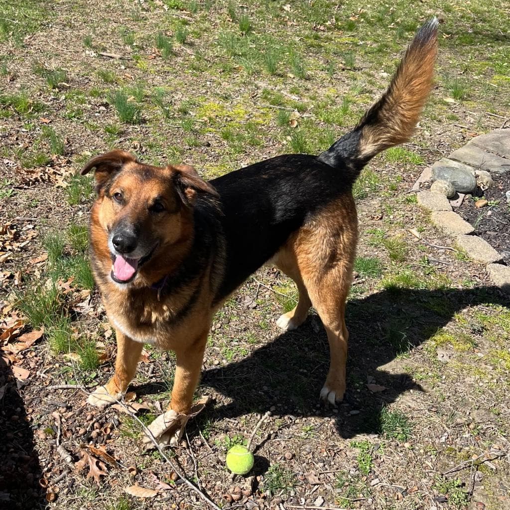 Rusty, photo 26