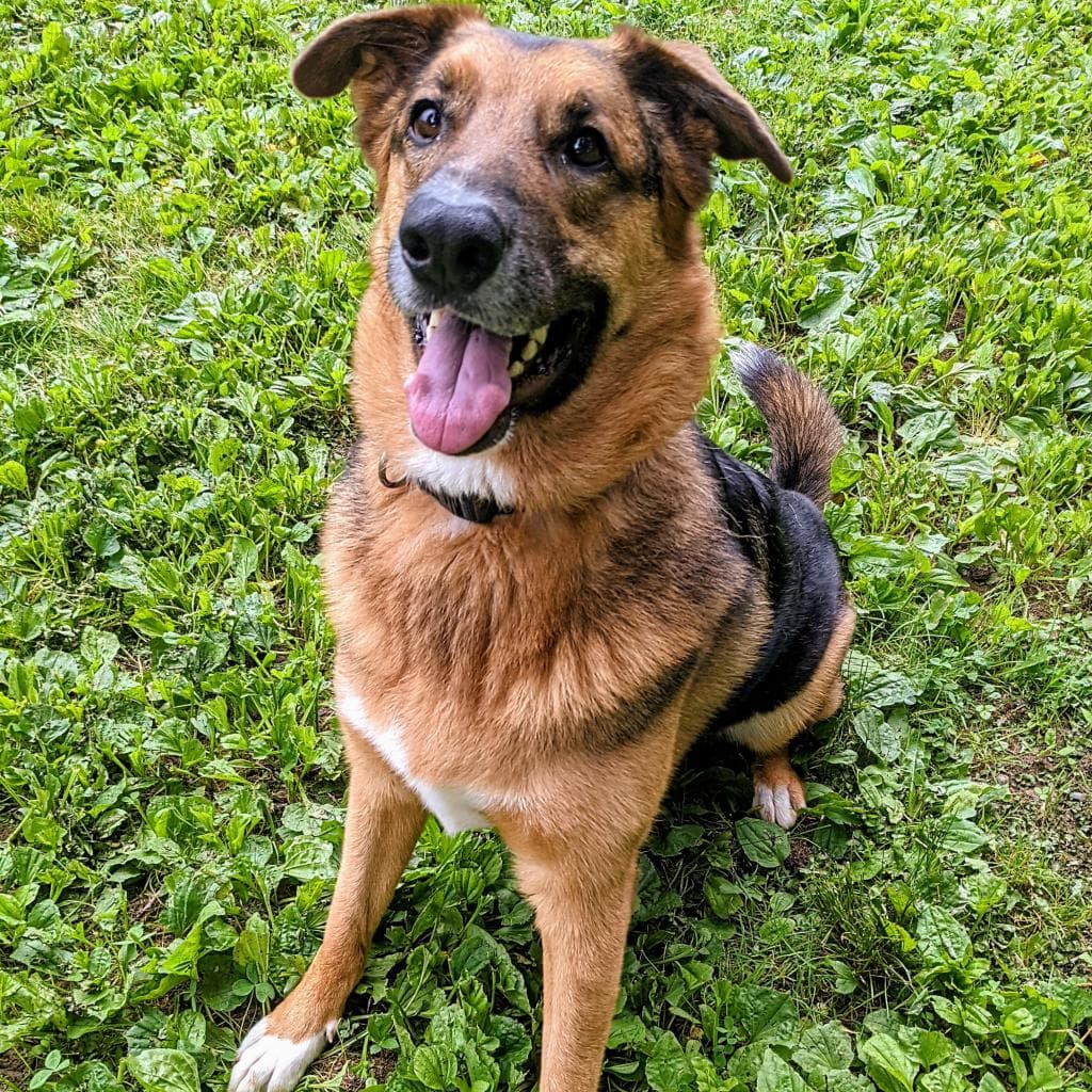 Rusty, photo 77