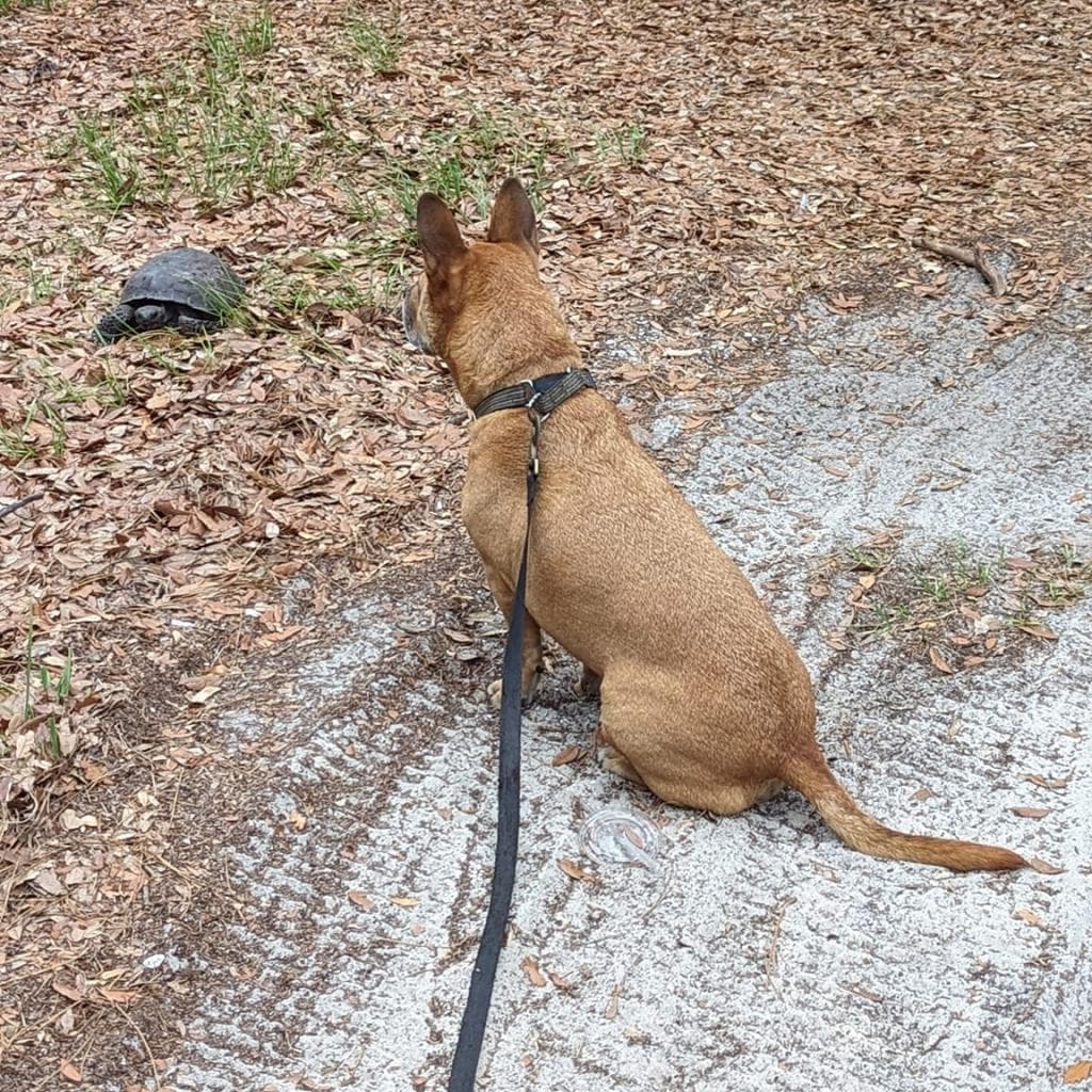 Jaxy, photo 13