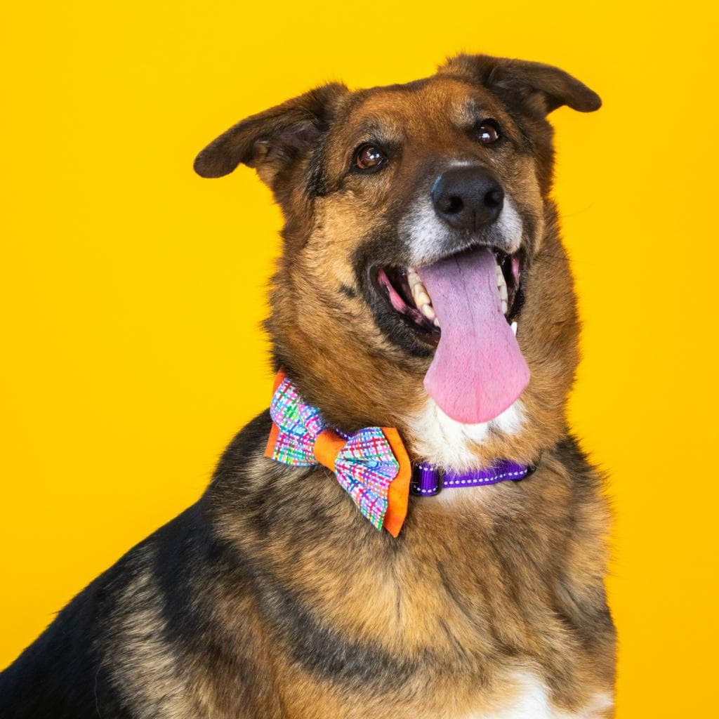 Rusty, photo 74