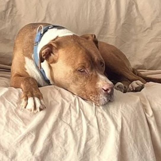 Caine, photo 3