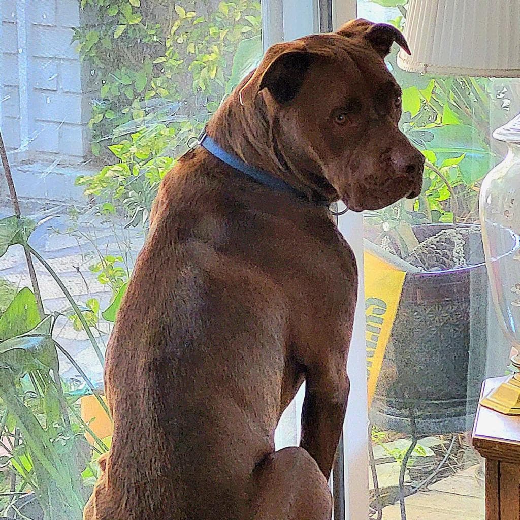 Scooby, photo 4