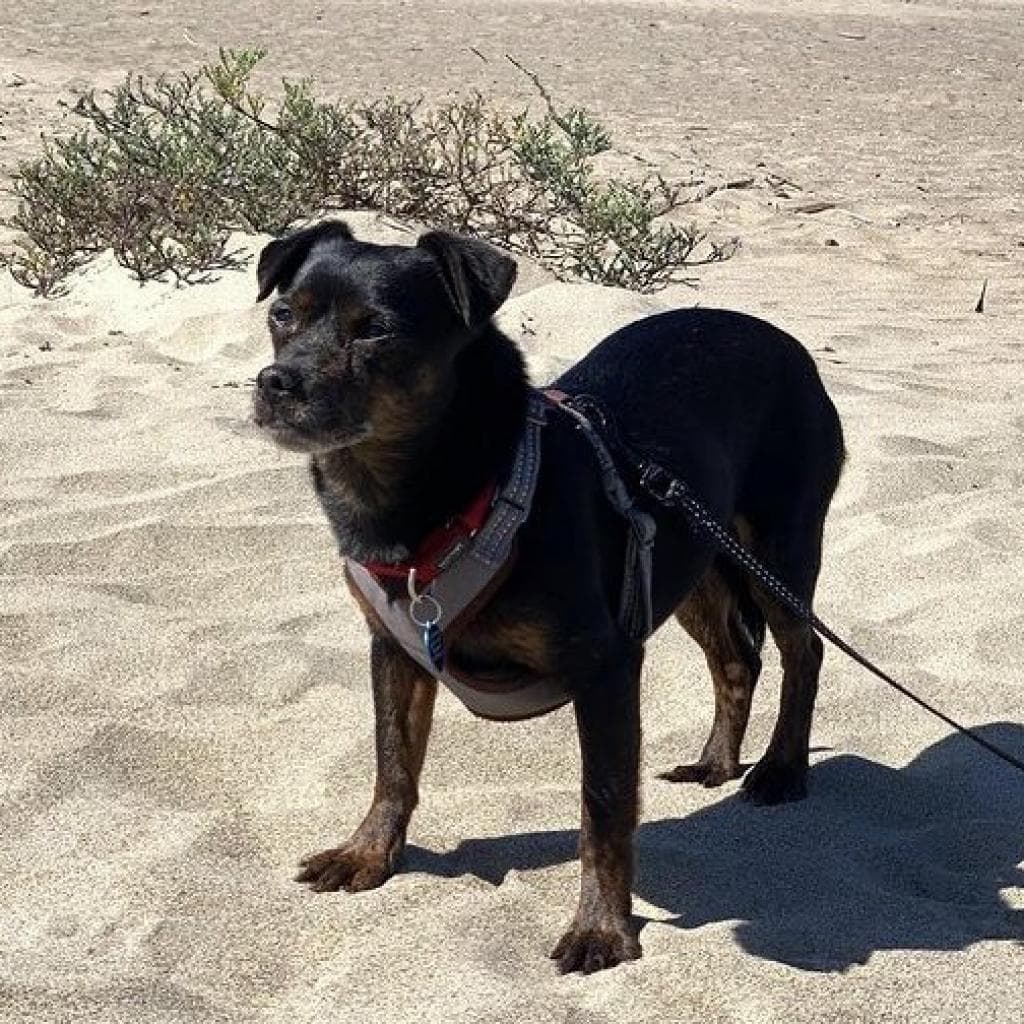 Sonny, photo 3