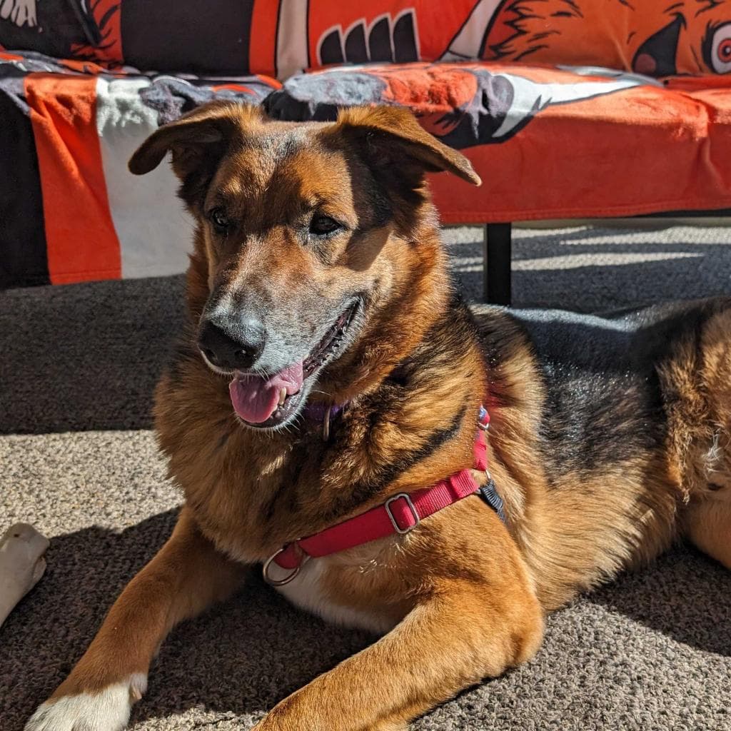 Rusty, photo 46