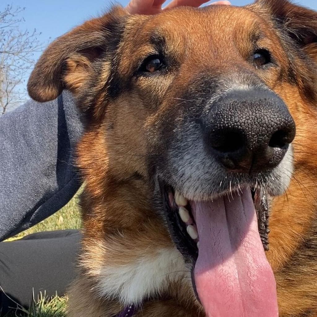 Rusty, photo 38