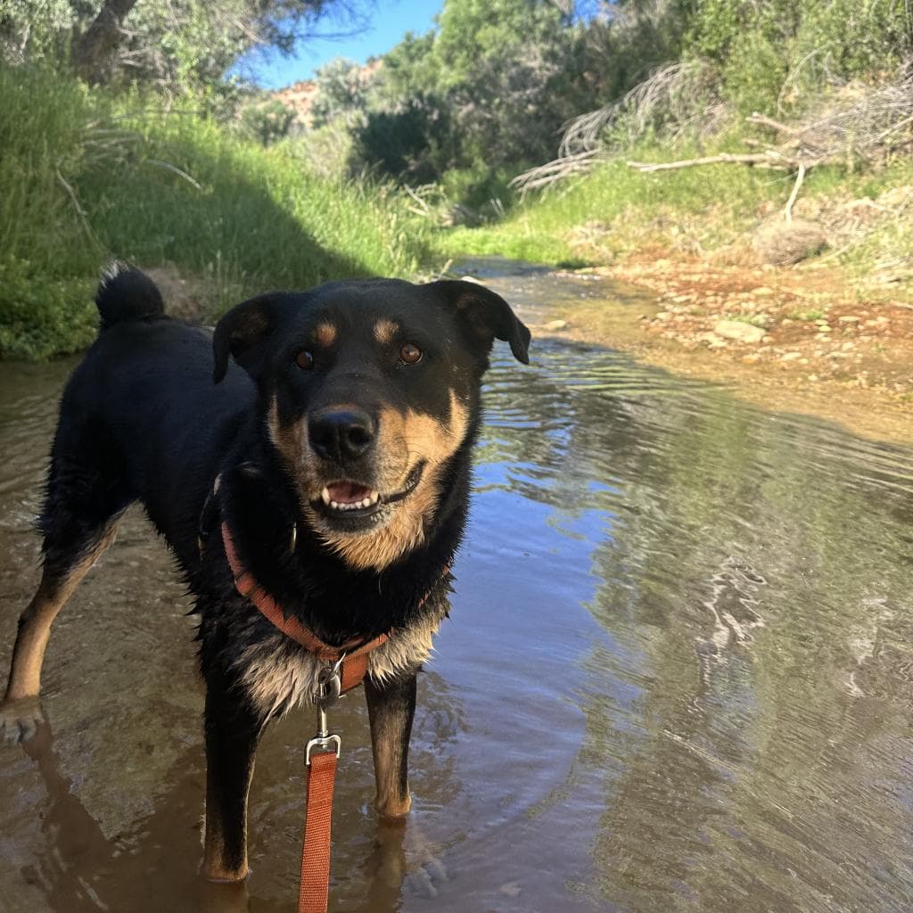 Roxy, photo 5