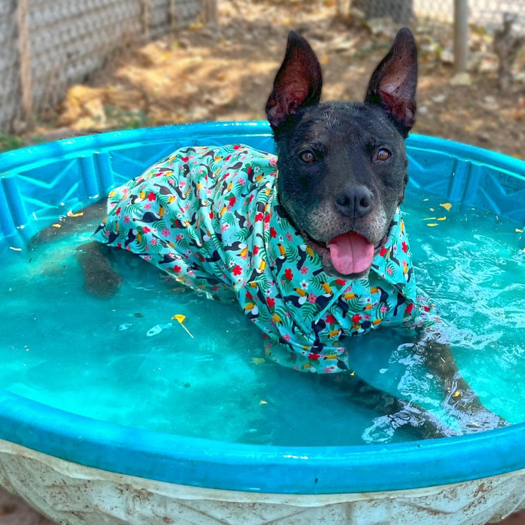 Zeus, photo 9