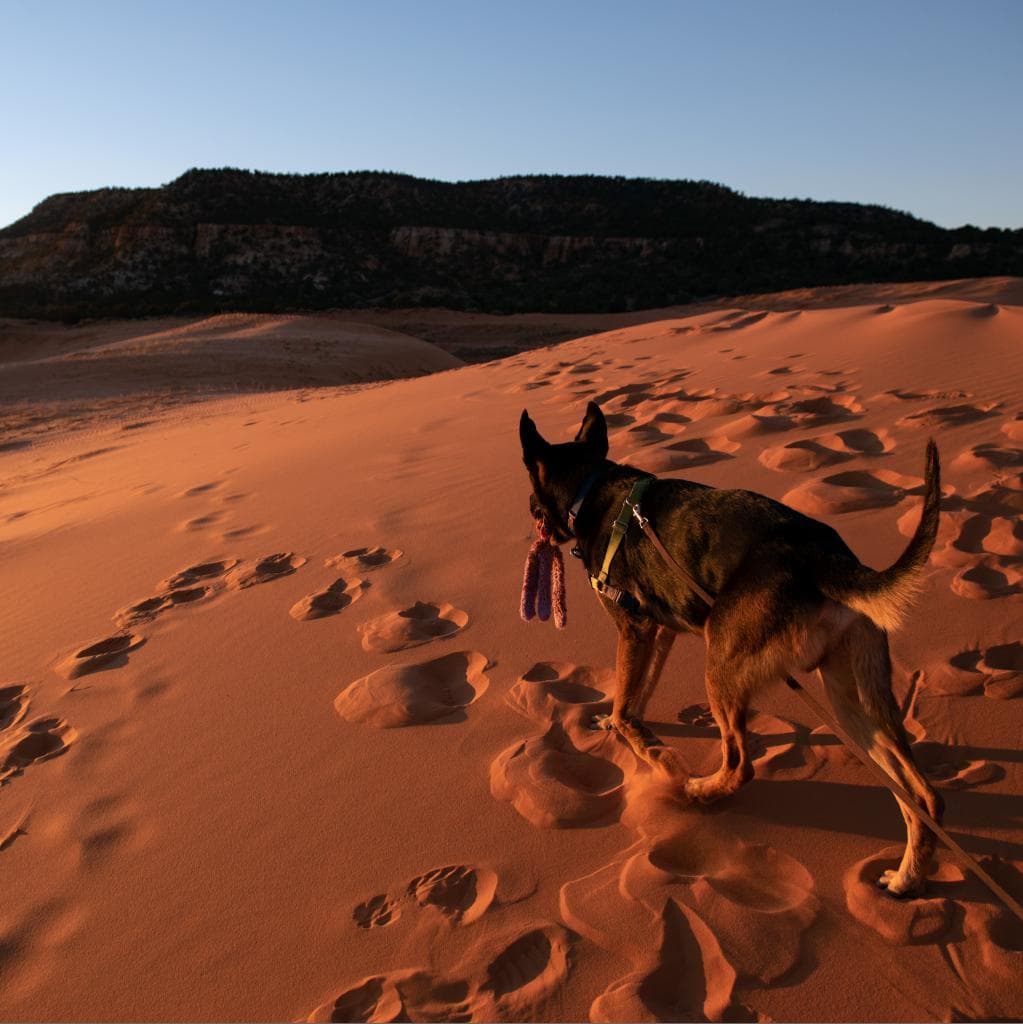 Pharaoh, photo 10