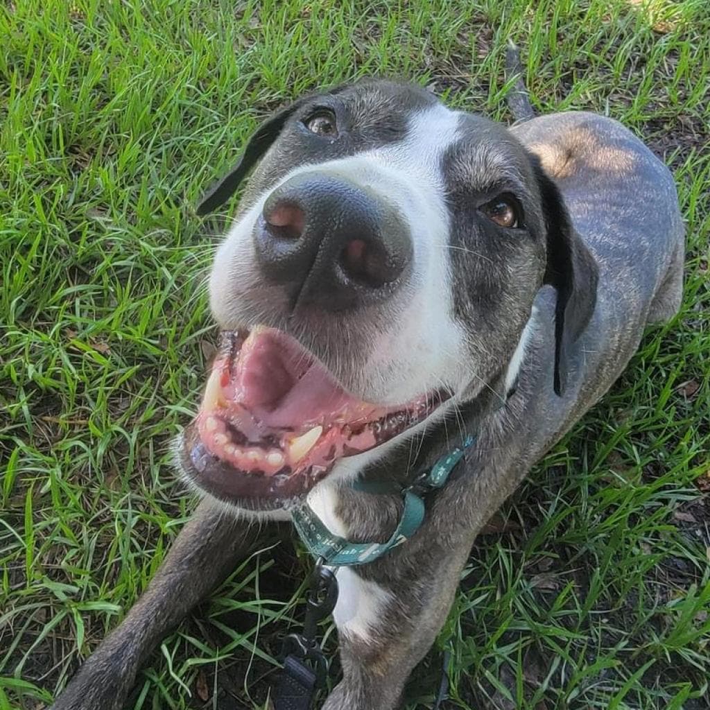 Kora, photo 10
