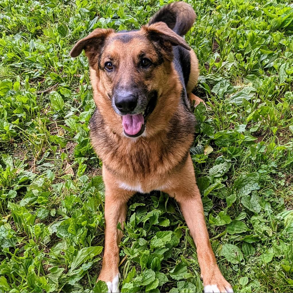 Rusty, photo 76