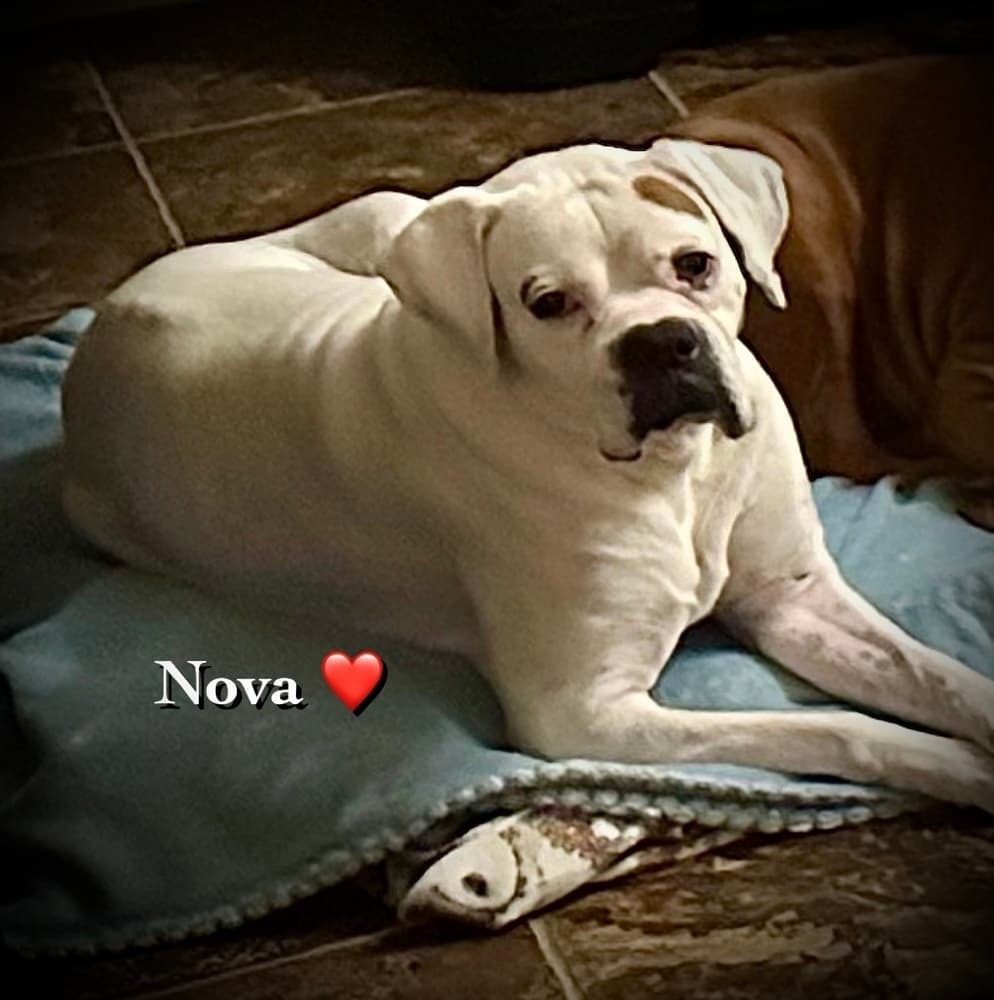 Nova II - Silver Heart, photo 4