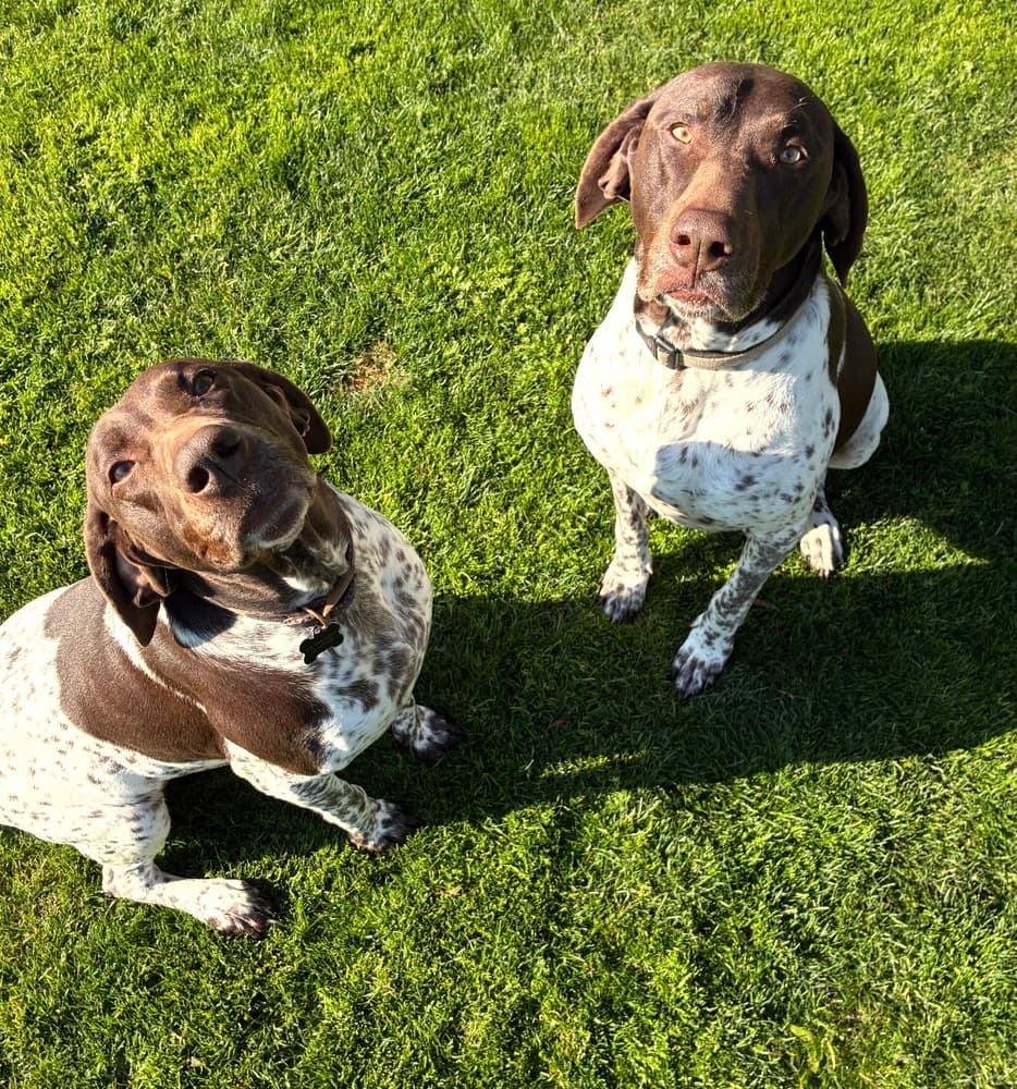 Thor & Ellie, photo 2