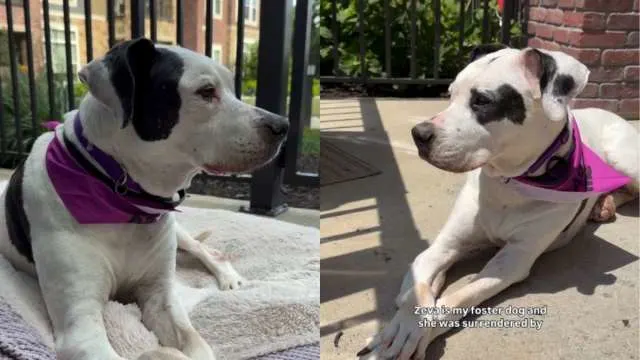 Senior Shelter Dog Who Lost Only Family She Ever Knew Finally Gets a Promise of Home