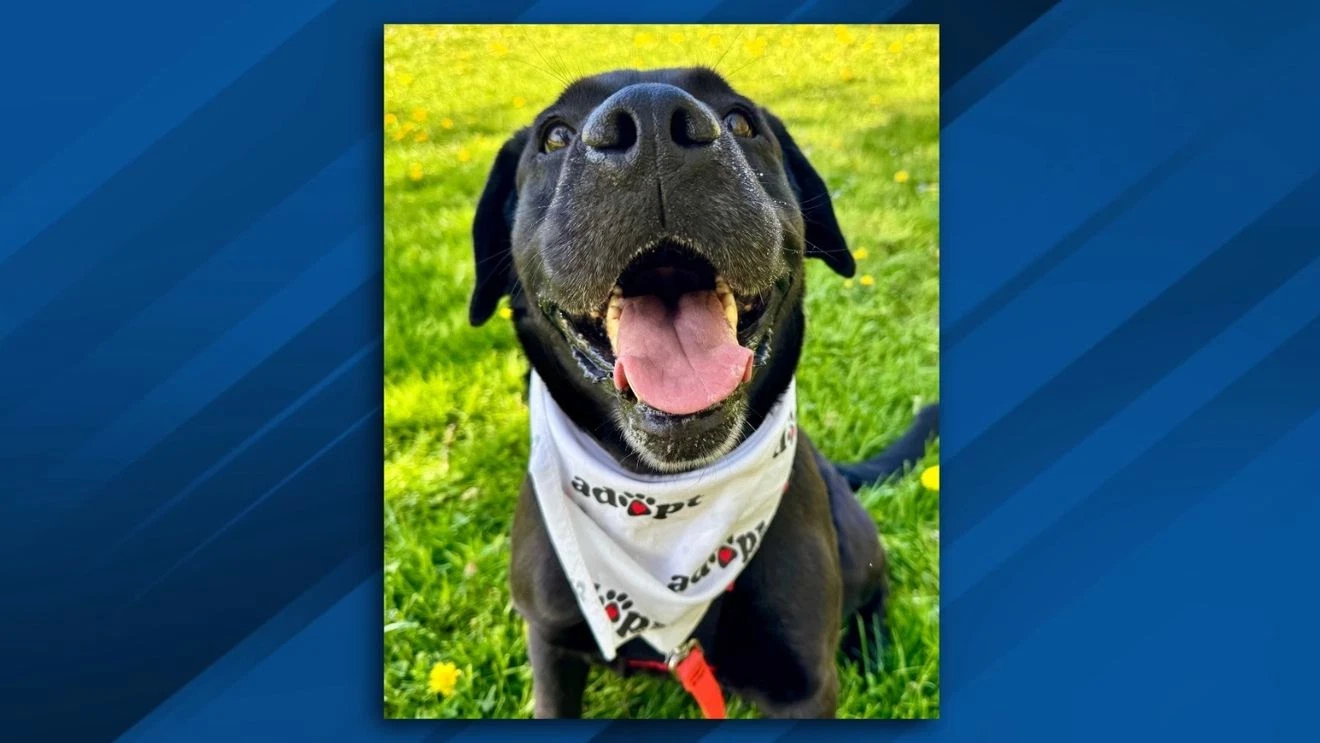 Dog with terminal cancer finds foster home