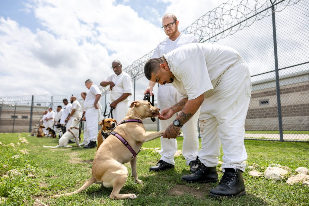 ‘All about second chances’: Incarcerated veterans in Texas train shelter dogs for a better life