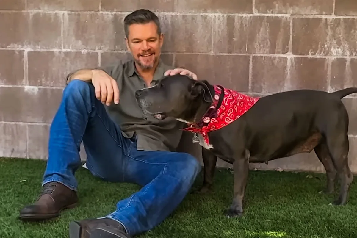 Matt Damon Goes on 'Dream Date' with a Pit Bull Named Betsy Who's Been Waiting to Find a Home for Nearly 2 Years