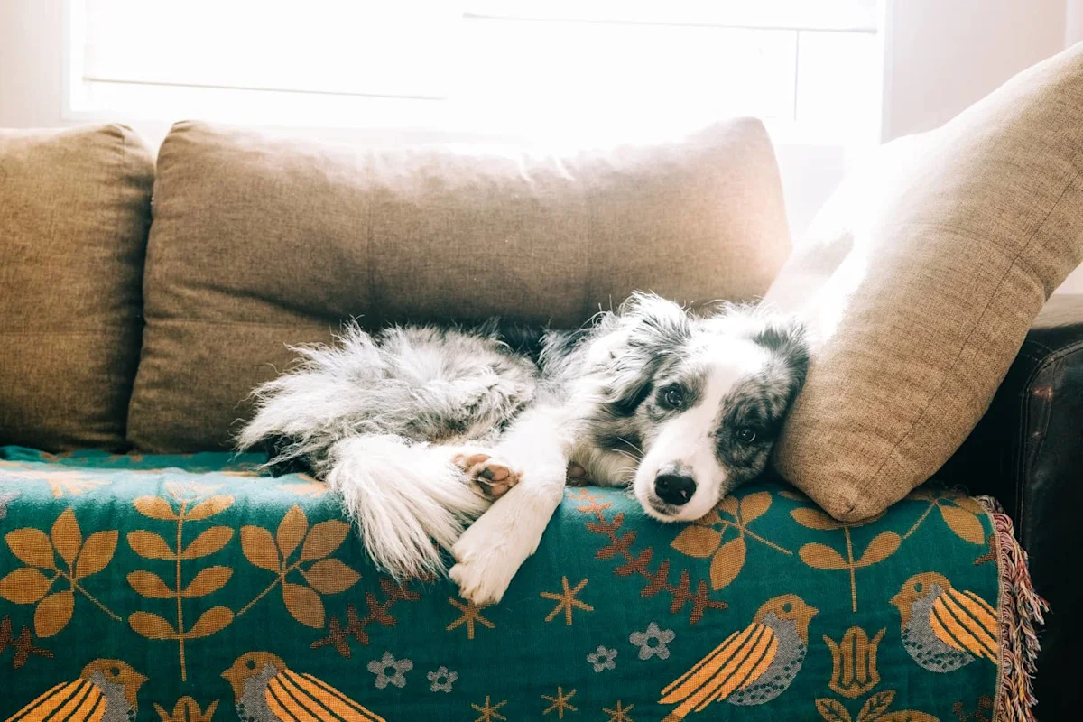 Shelter Dog Has Been Overlooked for a Year Because He's 'Too Shy' — and He's Heartbroken
