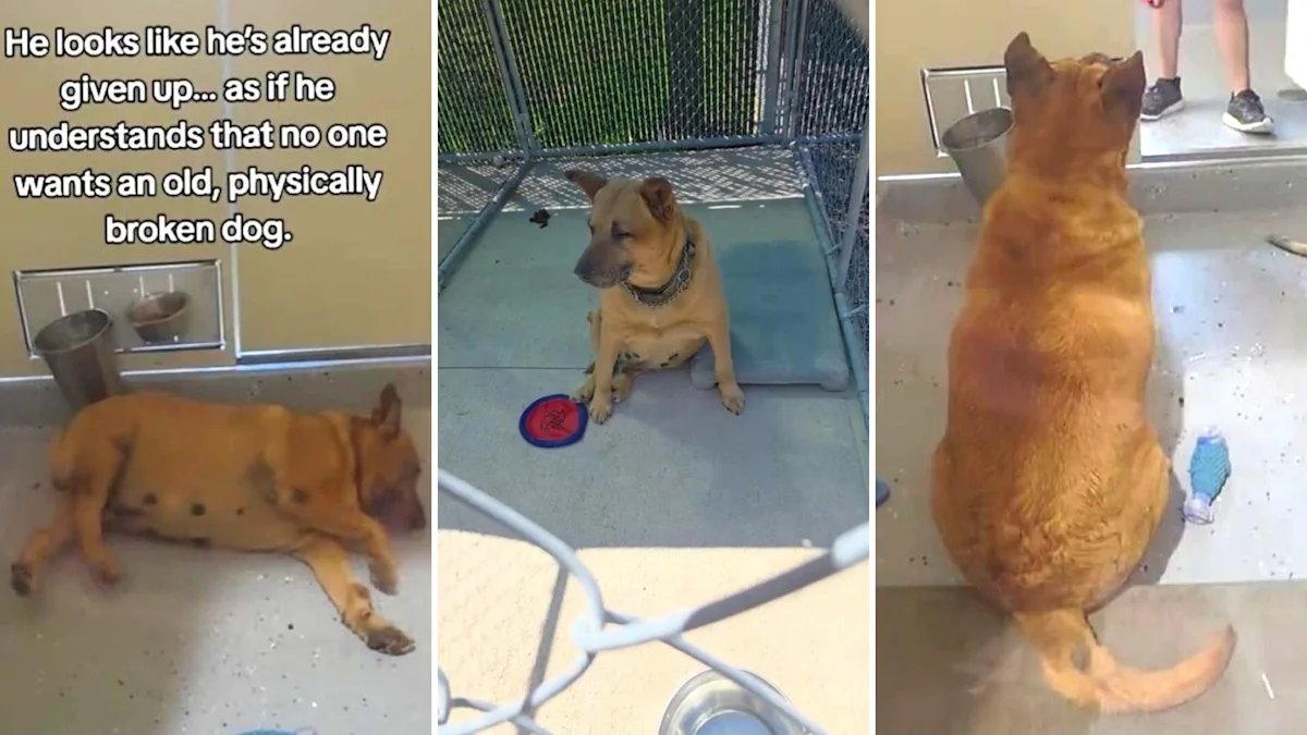 Senior dog Chuck Norris looks like he's already given up after 2 months at shelter with zero interest
