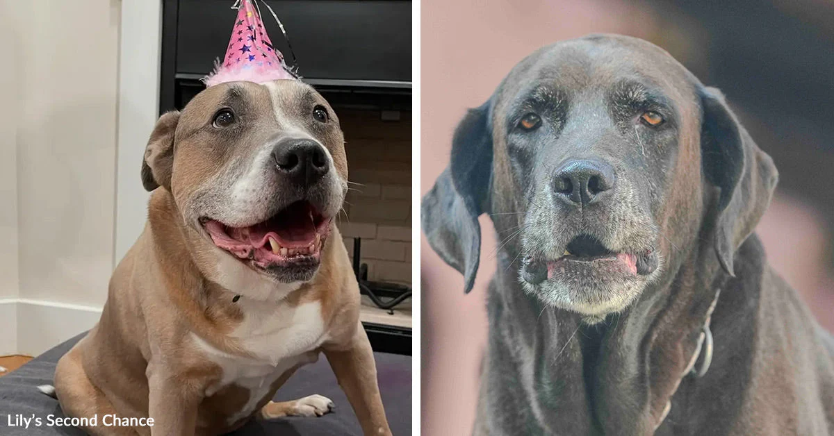 A Grieving Dog Dad Built A Lifeline For Old Shelter Dogs After Lily Changed His Life