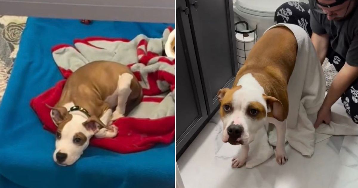 Shelter Dog Goes From Waiting To Be Adopted To Living the Best Life